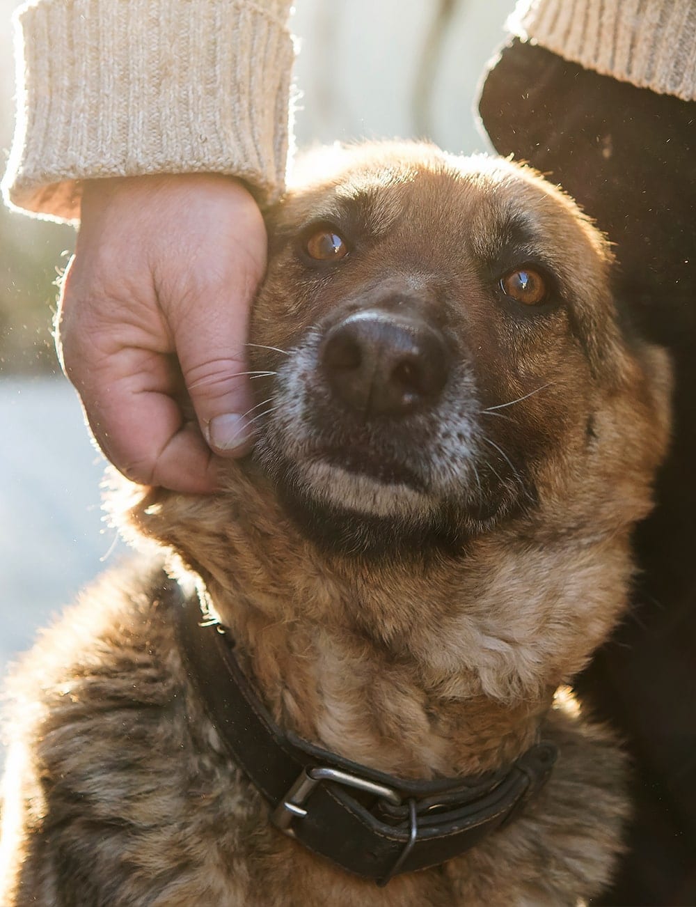 Pet Rescue Alberta