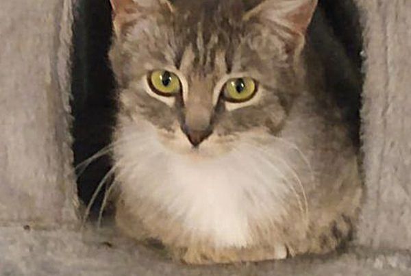 Pets in Need Alberta