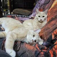 61c44793 Dd39 4fb8 9315 Eb4bd95184f2