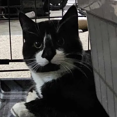 434350289 2148598345477305 8856280188341677340 N