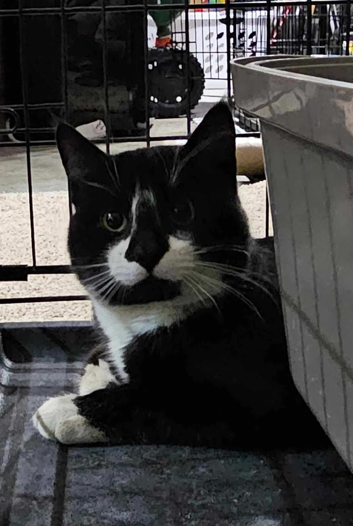 Wounded Kitten Rescued : Stony Plain