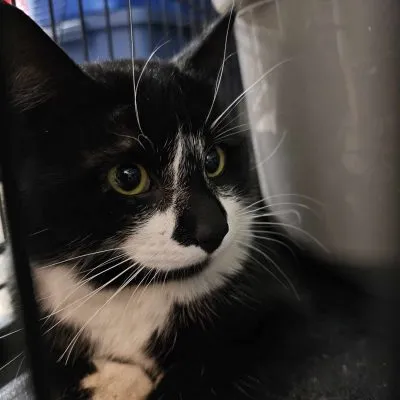 434366010 1187827609234479 557274763757621946 N