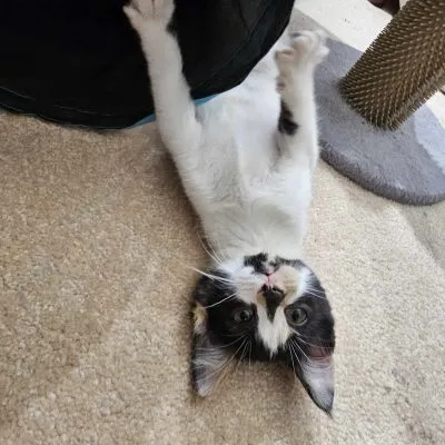 403411499 1011607043262731 7947710179605569941 N