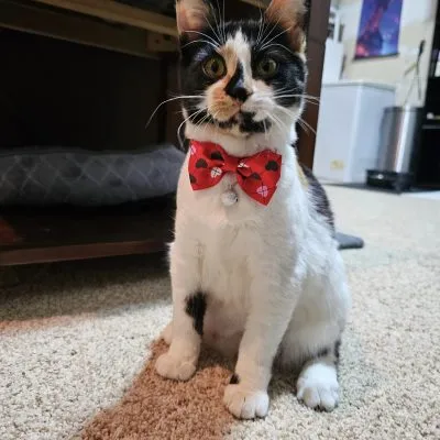 426375779 10231309569586234 3969619686778314411 N