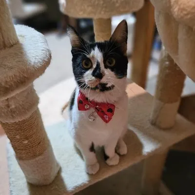 426388965 10231309516664911 5082522523950827000 N