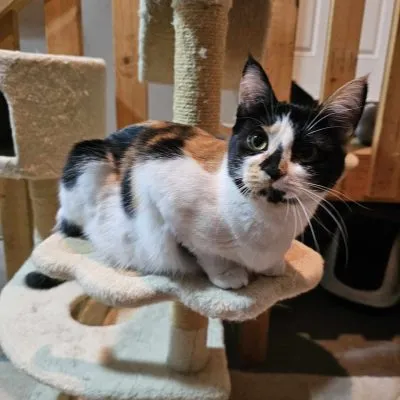 434321999 410878044904346 8195119201922299209 N