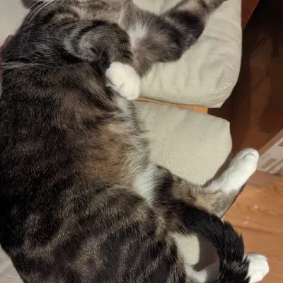 434376615 385685314376672 6421426608424369407 N