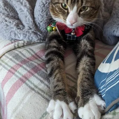 436542553 1458444054761227 1835905402001316357 N