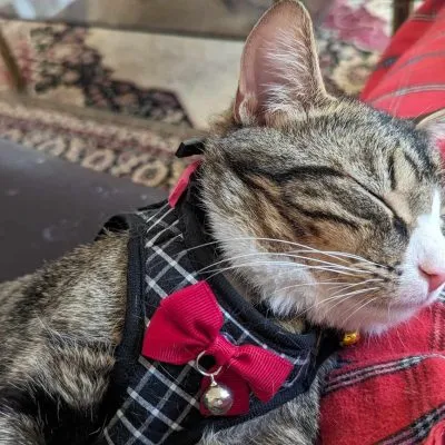 437193246 1079295816470934 963661719507836289 N