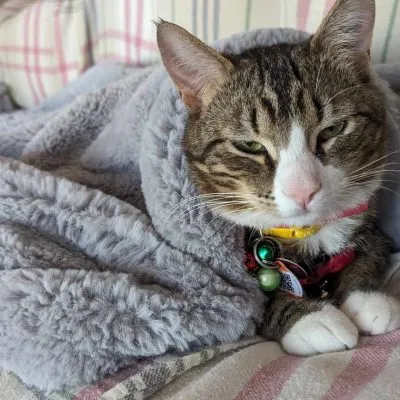 437588772 3699029310374254 8438870705437360179 N