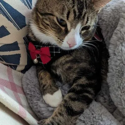 437651952 7835734126451452 8025219371176032923 N