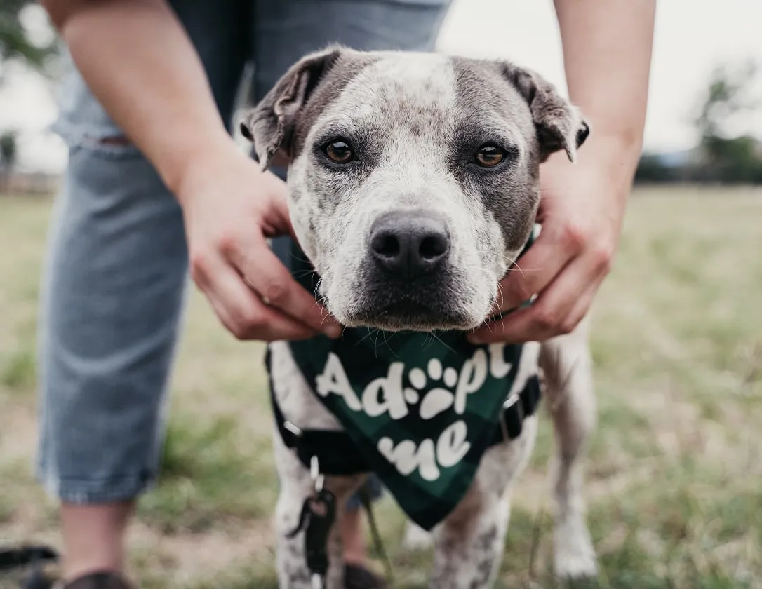 Pets in Need Alberta
