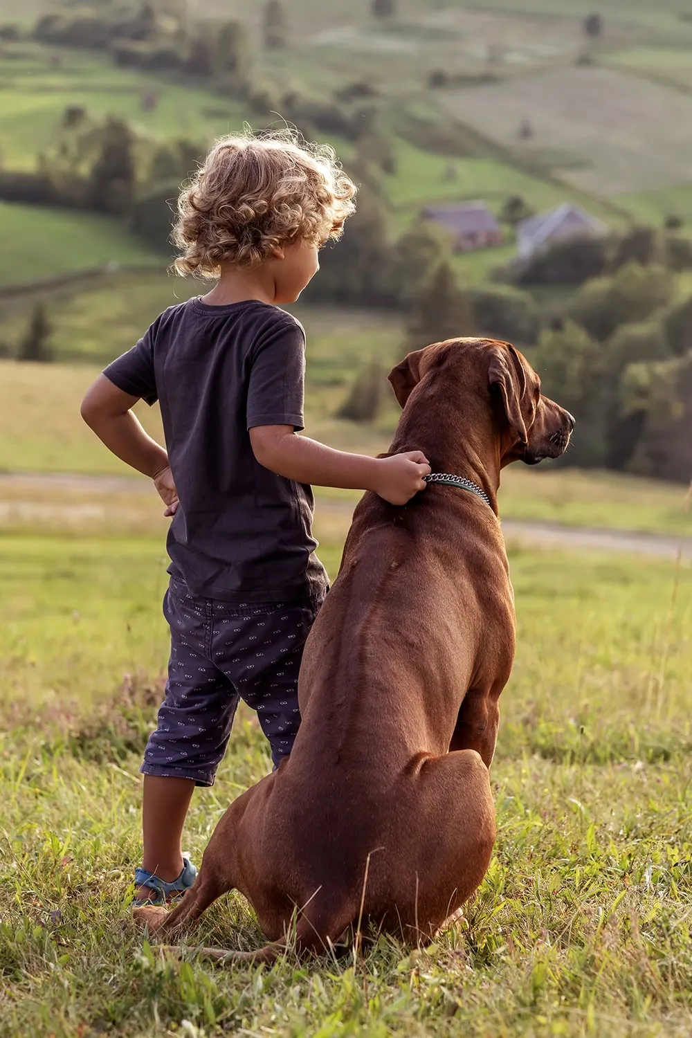 Animal Protection Act Canada