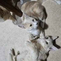 3c64e07f 77cc 4b80 A8ae 2014ba73d28d 3c64e07f 77cc 4b80 A8ae 2014ba73d28d