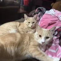 900051e6 C6f0 476d 8cc6 Be20212b01d5 900051e6 C6f0 476d 8cc6 Be20212b01d5