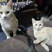 Ade183ba 7b03 48be Acad C2ebadbbfd28 Ade183ba 7b03 48be Acad C2ebadbbfd28