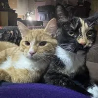 Cd5ae7b2 De4d 4829 8cf3 0ade0292f015