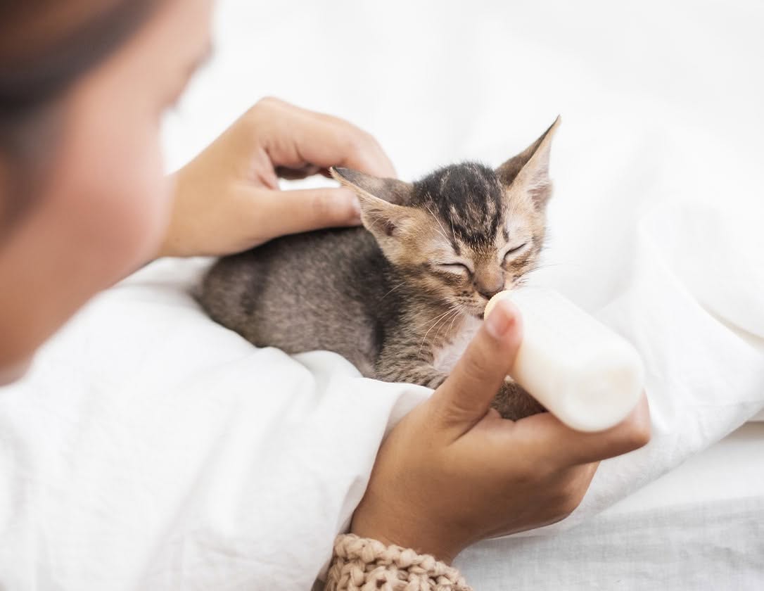 Pets in Need Alberta
